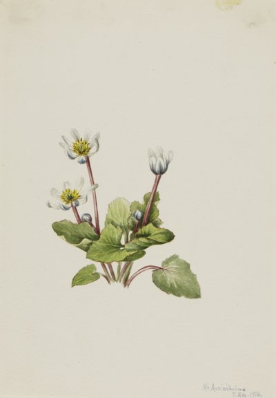 Elkslip Caltha leptosepala, 1916 von Mary Vaux Walcott