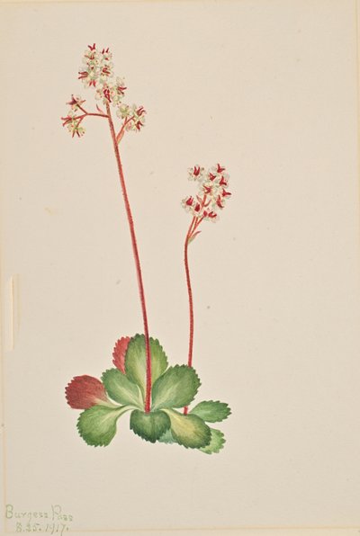 Immergrüne Steinbrech Leptarrhena pyrolifolia, 1917 von Mary Vaux Walcott