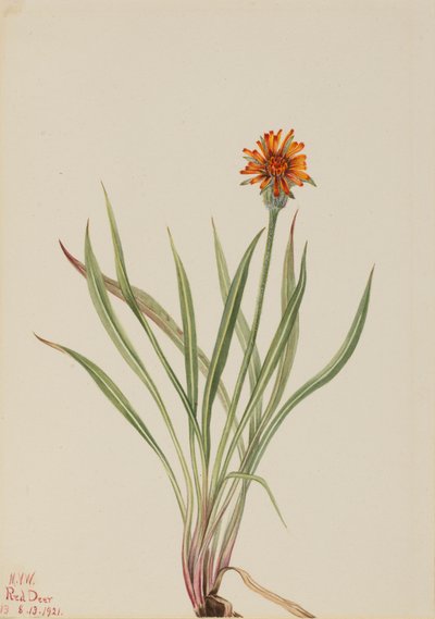 Falscher Löwenzahn Agoseris aurantiaca, 1921 von Mary Vaux Walcott