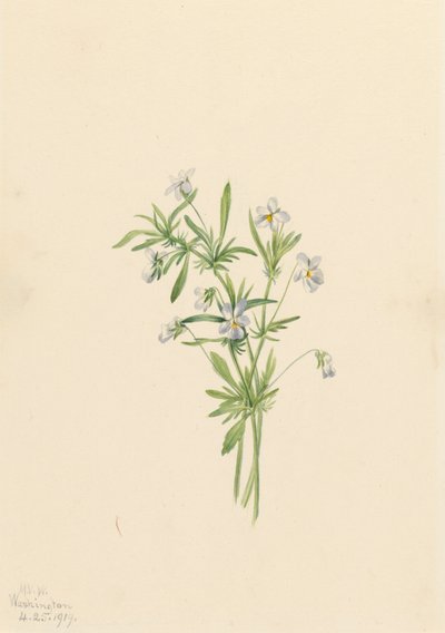 Feldveilchen Viola rafinesquii, 1919 von Mary Vaux Walcott