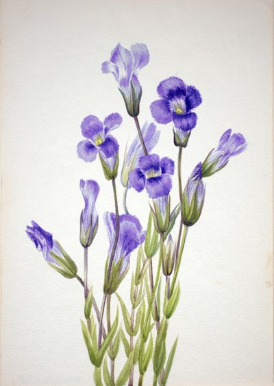 Gefranste Enzian Gentiana elegana von Mary Vaux Walcott
