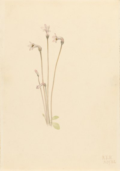 Geisterrohr Thalesia uniflora, 1920 von Mary Vaux Walcott