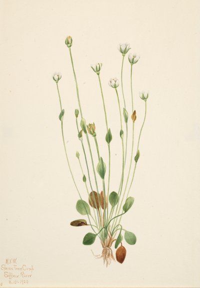 Graues Greiskraut Senecio canus, 1920 von Mary Vaux Walcott