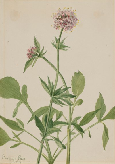 Heliotrop Baldrian Valeriana sitchensis von Mary Vaux Walcott