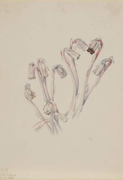 Indianer-Pfeife Monotropa uniflora, 1926 von Mary Vaux Walcott