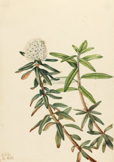 Labrador-Tee Ledum groenlandicum von Mary Vaux Walcott