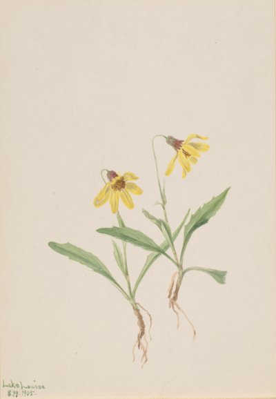 Lake Louise Arnica, 1905 von Mary Vaux Walcott