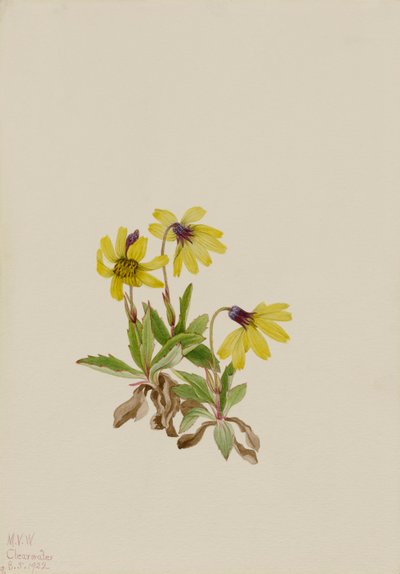 Lake Louise Arnica Arnica louisiana, 1922 von Mary Vaux Walcott