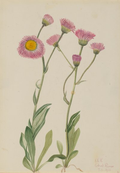 Wiesen-Bergkraut (Erigeron speciosus) von Mary Vaux Walcott