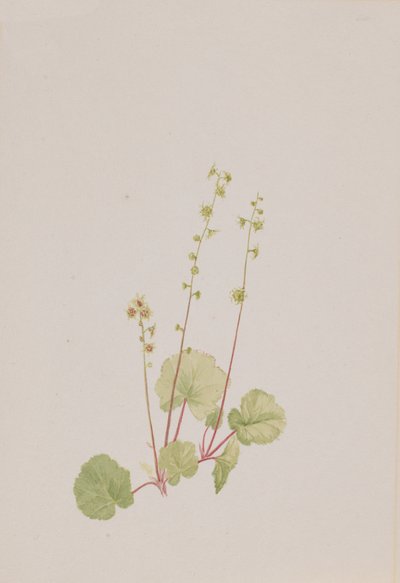 Mitella nuda, ca. 1900-1920 von Mary Vaux Walcott