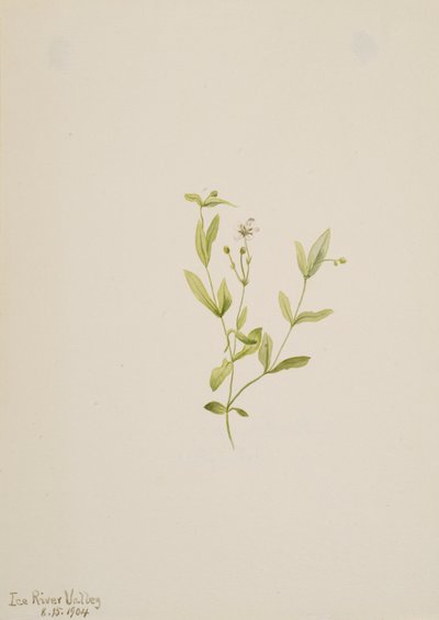 Moehringia laberiflora, 1904 von Mary Vaux Walcott