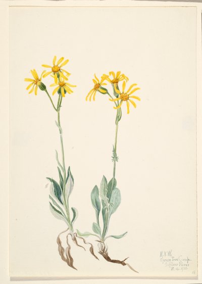 Montana Parnassia (Parnassia montanesis) von Mary Vaux Walcott