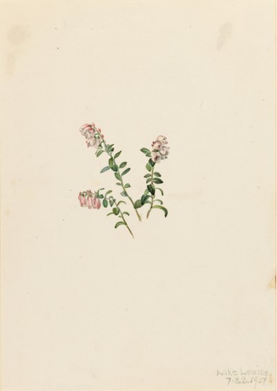 Bergpreiselbeere (Vaccinium vitisidaea minus) von Mary Vaux Walcott