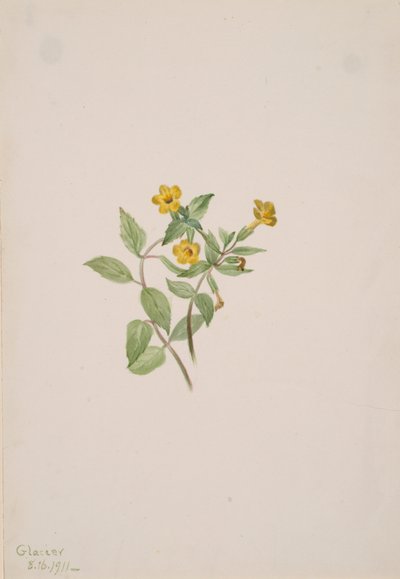 Moschusblume Mimulus moschatus, 1911 von Mary Vaux Walcott