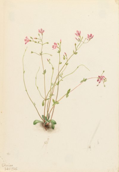 Naiad-Frühlingsschönheit (Claytonia parvifolia) von Mary Vaux Walcott