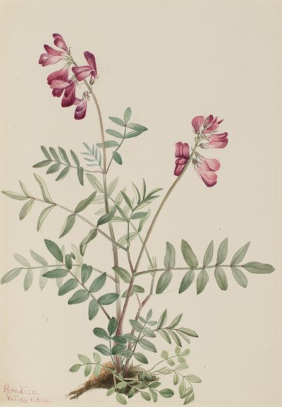 Nördliches Hedysarum (Hedysarum boreale) von Mary Vaux Walcott