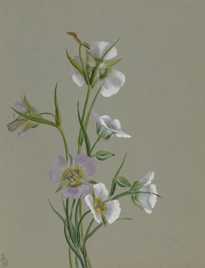 Auf dem Weg zum Monument, 1881 von Mary Vaux Walcott