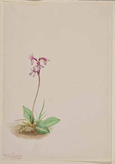 Orchis Orchis rotundifolia von Mary Vaux Walcott