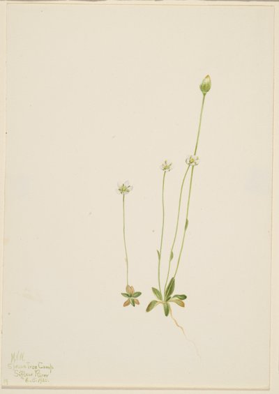 Oxytropis aepicola von Mary Vaux Walcott
