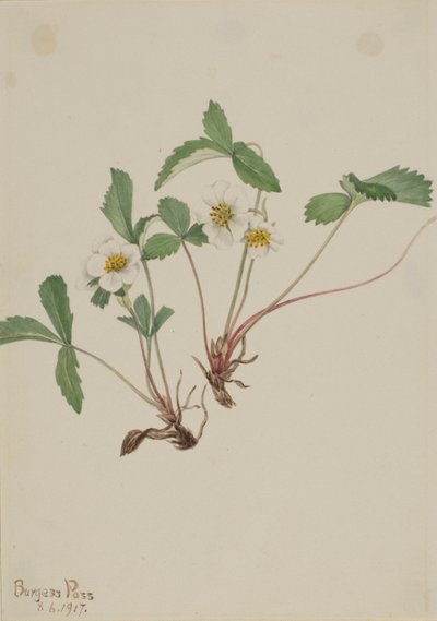 Blasse Erdbeere (Fragaria glauca) von Mary Vaux Walcott