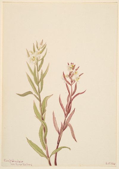 Pedicularis raremosa von Mary Vaux Walcott