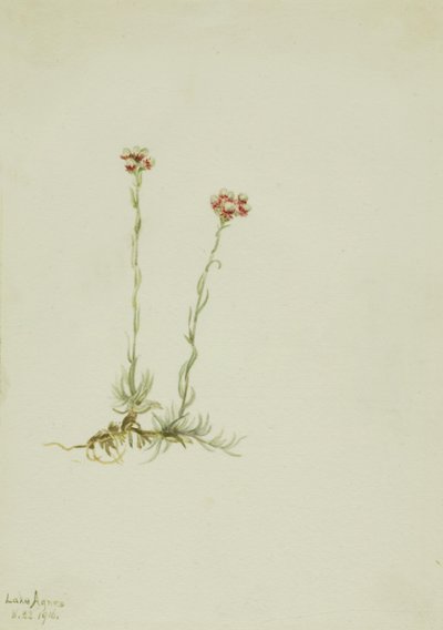 Rosa Katzenpfötchen (Antennaria rosea) von Mary Vaux Walcott