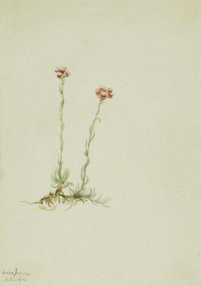 Rosa Katzenpfötchen Antennaria rosea, 1916 von Mary Vaux Walcott
