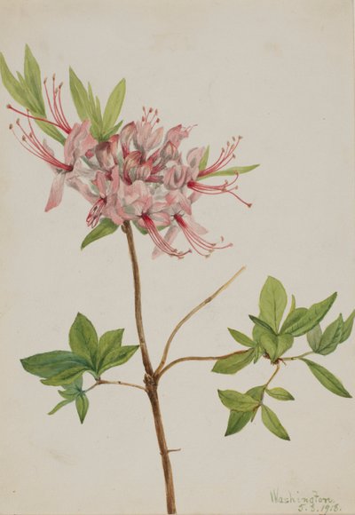 Pinxterblüte (Azalea nudiflora) von Mary Vaux Walcott
