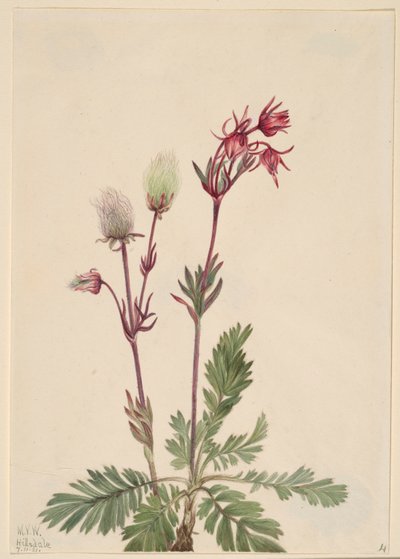 Prärie-Rauch (Sieversia ciliata) von Mary Vaux Walcott