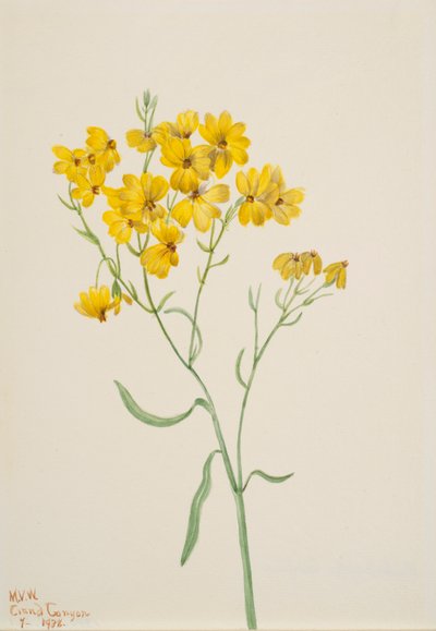 Psilostrophe sparsiflora, 1938 von Mary Vaux Walcott