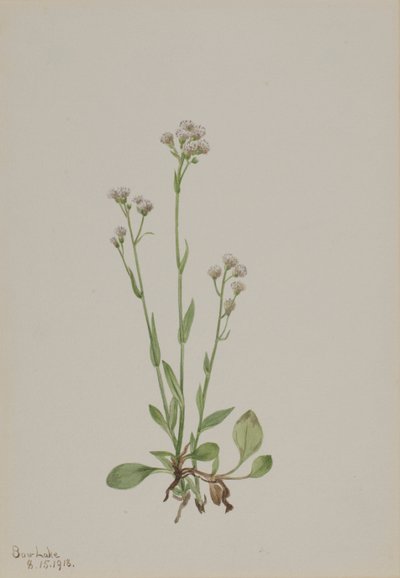 Katzenpfötchen Antennaria racemosa von Mary Vaux Walcott