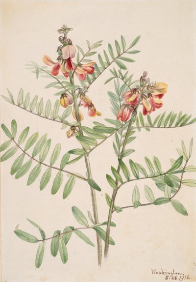 Rabbitbean Cracca virginiana, 1918 von Mary Vaux Walcott