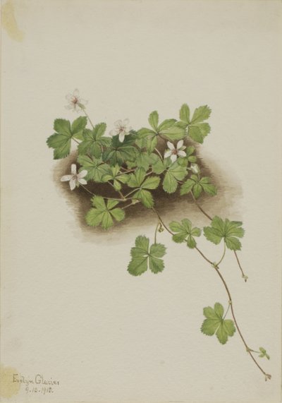 Rote Taube (Rubus pedatus) von Mary Vaux Walcott