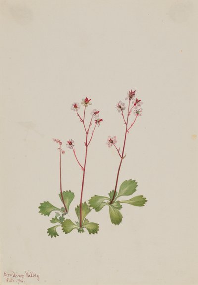 Rotstängel-Steinbrech Saxifraga lyallii von Mary Vaux Walcott