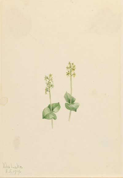 Rocky Mountain Twayblade (Ophrys necrophylla) von Mary Vaux Walcott