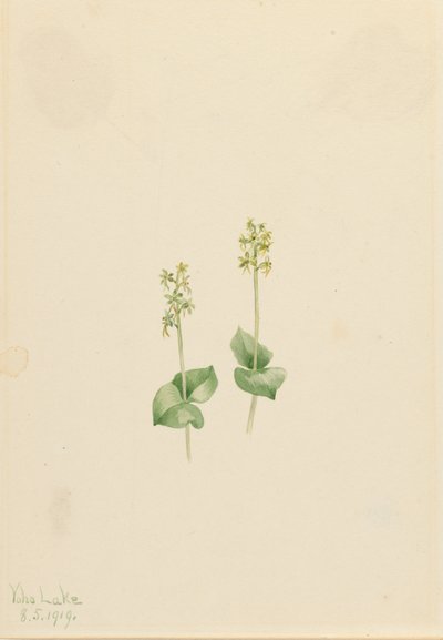 Rocky Mountain Twayblade Ophrys necrophylla, 1919 von Mary Vaux Walcott