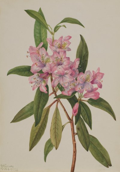 Rosenlorbeer Rhododendron carolinianum, 1932 von Mary Vaux Walcott
