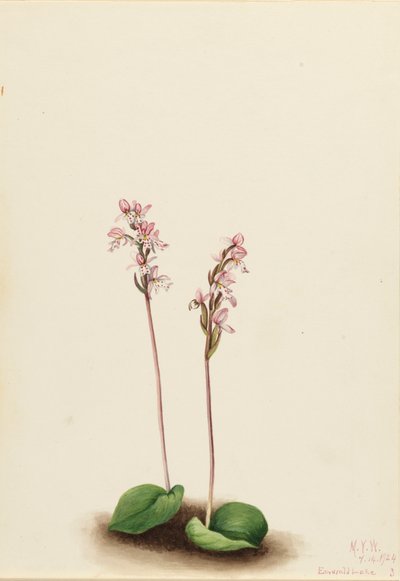 Rundblättrige Orchis Orchis rotundifolia, 1924 von Mary Vaux Walcott