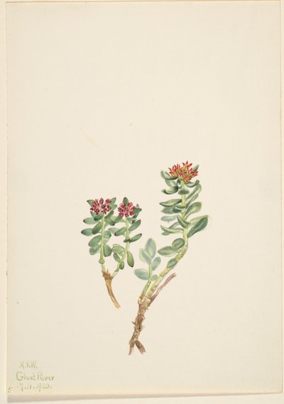 Sanifoiga adscendeus, 1920 von Mary Vaux Walcott