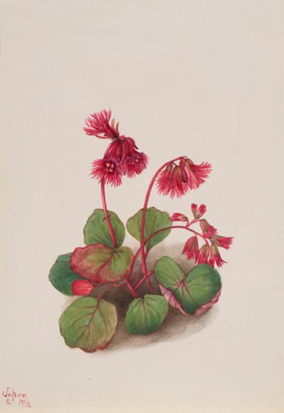 Schizocodon soldanelloides von Mary Vaux Walcott