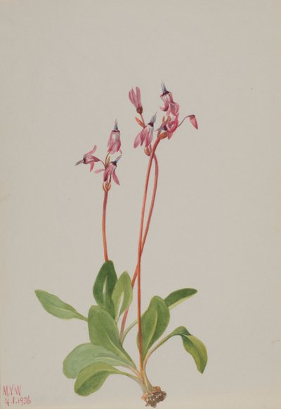 Sternschnuppe (Dodecatheon hendersonii) von Mary Vaux Walcott