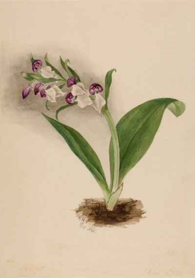 Prachtorchideen Orchis spectabilis von Mary Vaux Walcott