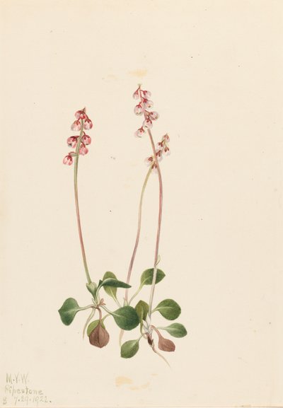 Kleine Pyrola Pyrola minor von Mary Vaux Walcott