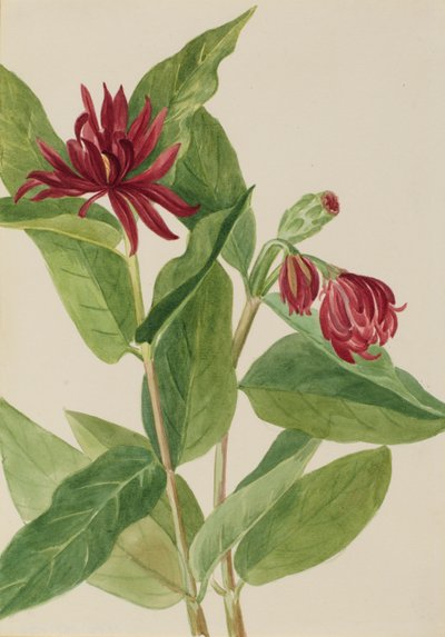 Gewürzstrauch (Calycanthus occidentalis) von Mary Vaux Walcott