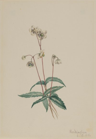 Gefleckte Pipsissewa (Chimaphila maculata) von Mary Vaux Walcott