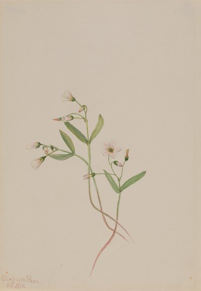 Frühlingsschönheit Claytonia lanceolata, 1916 von Mary Vaux Walcott