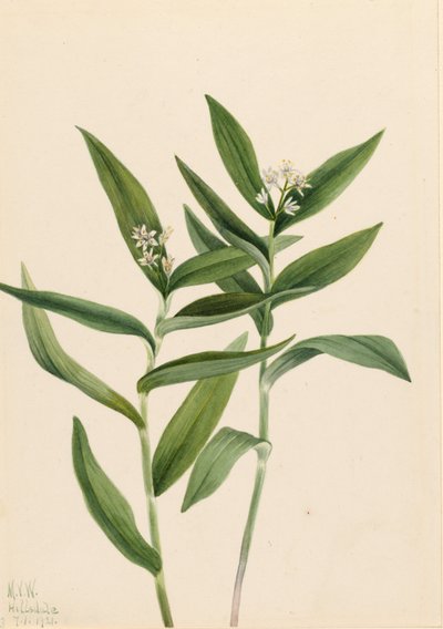 Stern-Solomonfeder (Vagnera stellata) von Mary Vaux Walcott