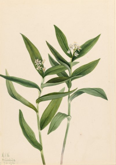 Stern-Solomonfeder Vagnera stellata, 1921 von Mary Vaux Walcott
