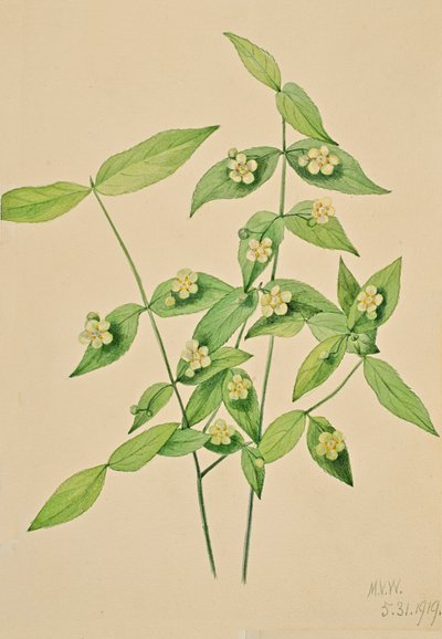 Erdbeerstrauch Euonymus americanus, 1919 von Mary Vaux Walcott