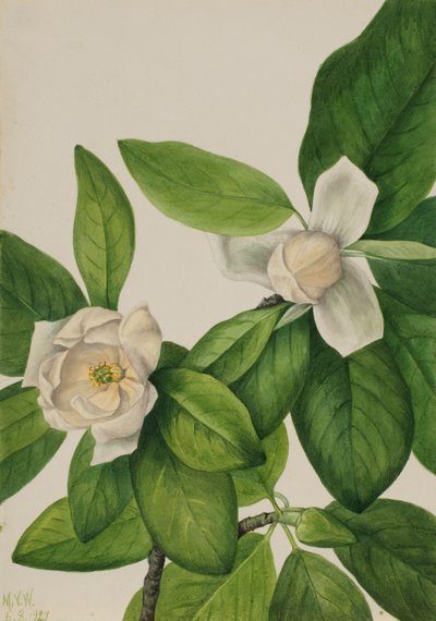 Magnolia virginiana (Lorbeer-Magnolie) von Mary Vaux Walcott